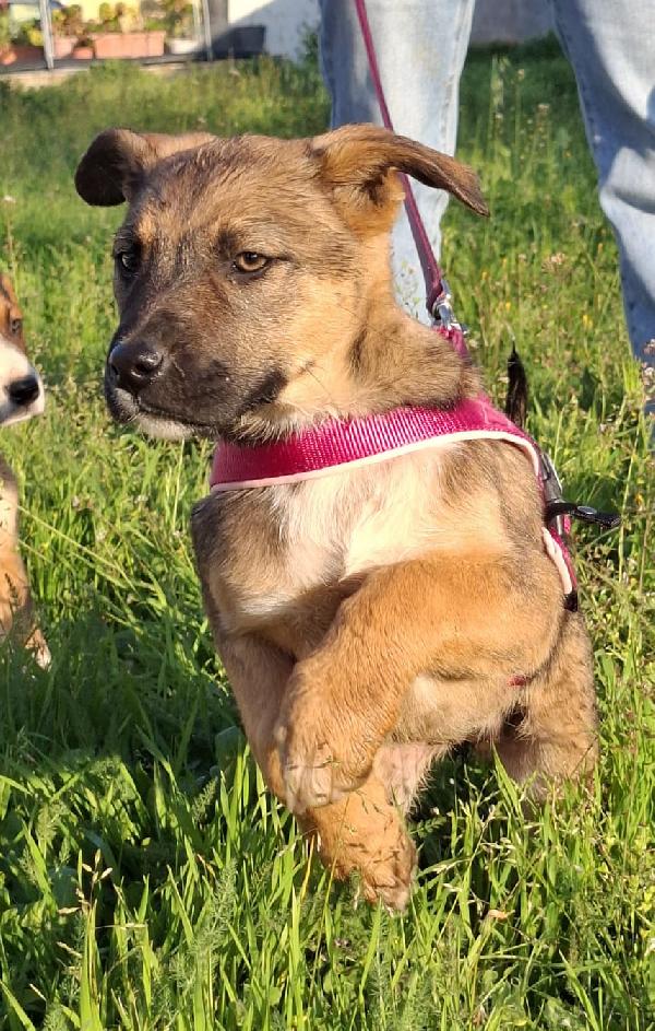 FUCSIA mix pastorina in adozione Foto 2